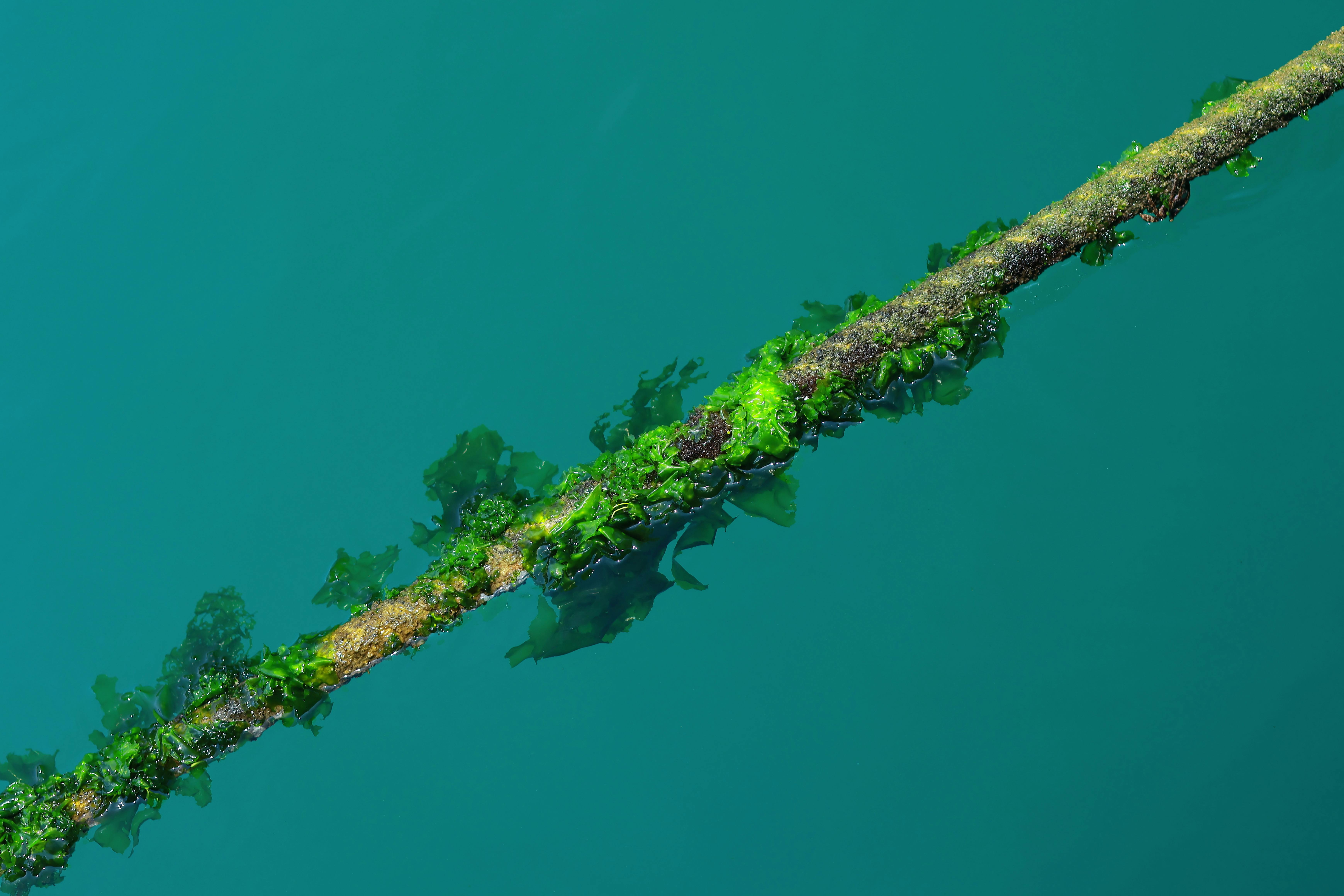 spiruline bienfaits énergie
